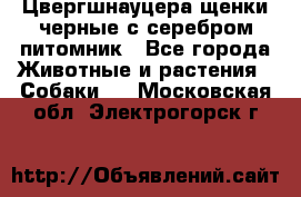 Цвергшнауцера щенки черные с серебром питомник - Все города Животные и растения » Собаки   . Московская обл.,Электрогорск г.